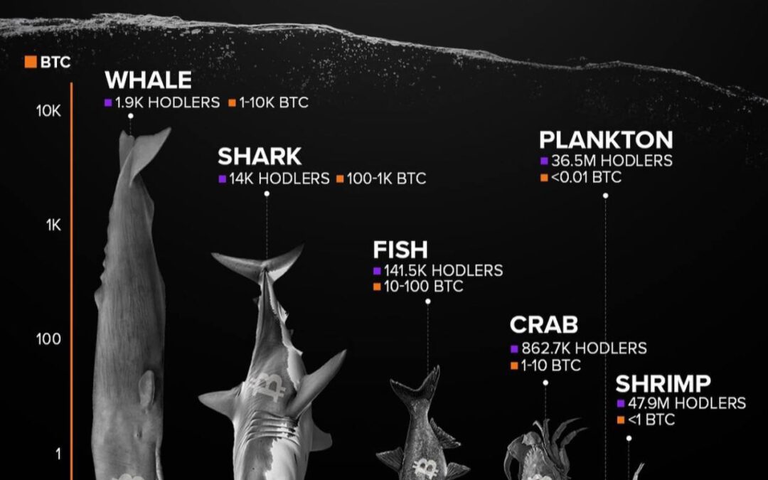 ¿Qué tipo de Hodler de Bitcoin eres? Descubre tu categoría