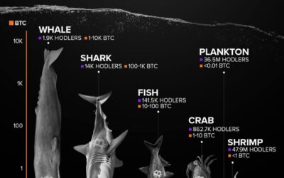 ¿Qué tipo de Hodler de Bitcoin eres? Descubre tu categoría
