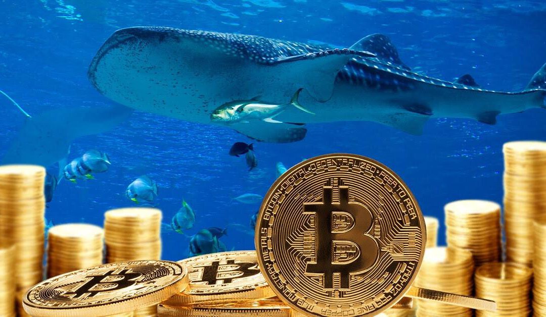 ¡Ballena Bitcoin despierta tras 8 años y mueve millones!