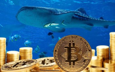 ¡Ballena Bitcoin despierta tras 8 años y mueve millones!