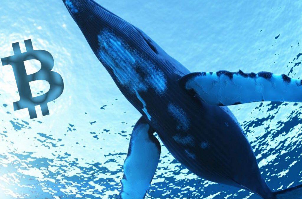 ¡Ballena mueve $1.9 mil millones en Bitcoin pagando $3.50 de comisión!